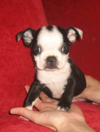 BOSTON TERRIERS