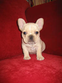 French Bulldogs!