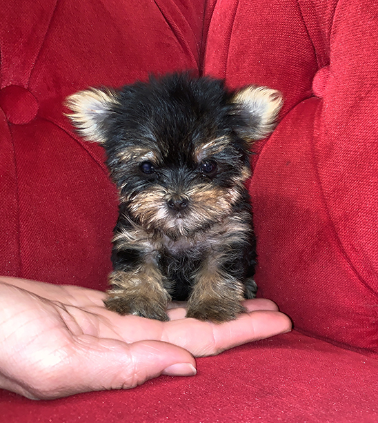 Pocket Puppies Boutique Chicago 7738571519