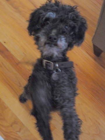 Rescue Dog Of The Month