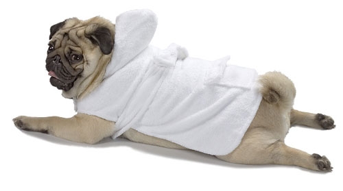 Pocket Puppies Grooming Club! 5 Groomings Get 1 for Free! Call Now For Details!