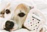 White Chewy Vuiton Purse Toy