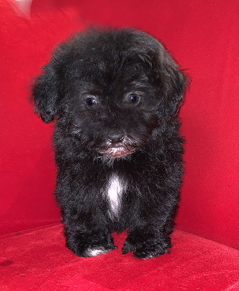 pocket puppies palatine