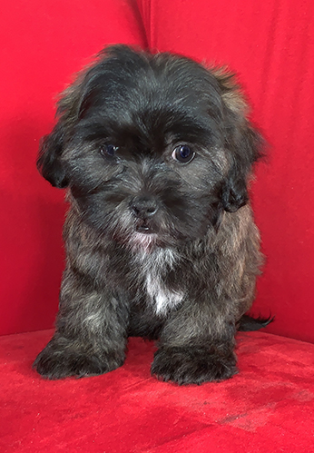 pocket puppies palatine