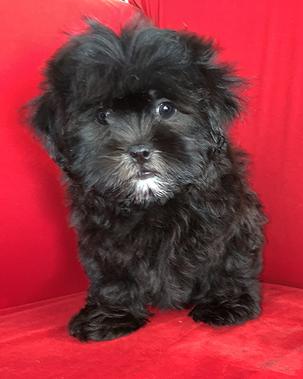 pocket puppies palatine