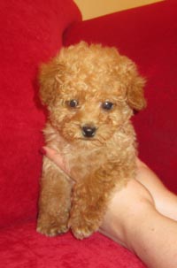 different types of poodles breeds